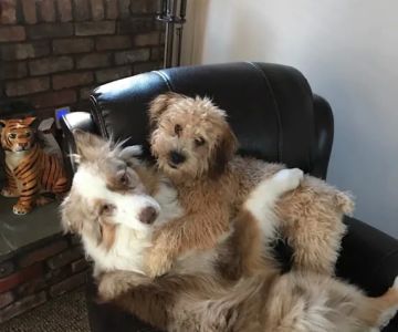 South Bellmore Veterinary Group