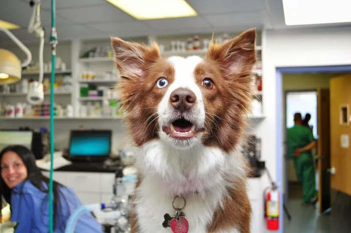 All Creatures Veterinary Services 9