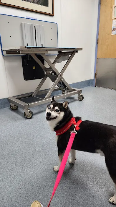 All Creatures Veterinary Hospital: Ting Tina DVM 1