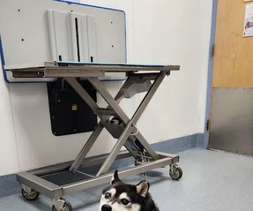 All Creatures Veterinary Hospital: Ting Tina DVM
