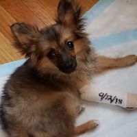 Page Community Veterinary Clinic ico