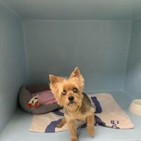 Meadow Veterinary Hospital ico