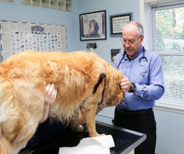 Rye Harrison Veterinary Hospital
