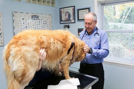 Rye Harrison Veterinary Hospital