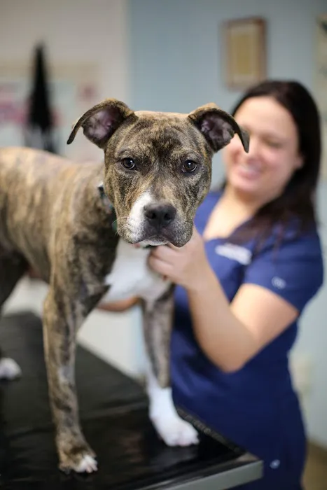 Rye Harrison Veterinary Hospital 5
