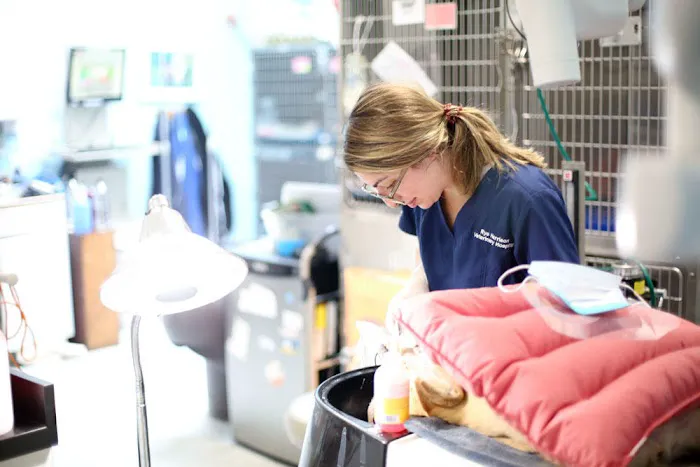 Rye Harrison Veterinary Hospital 4
