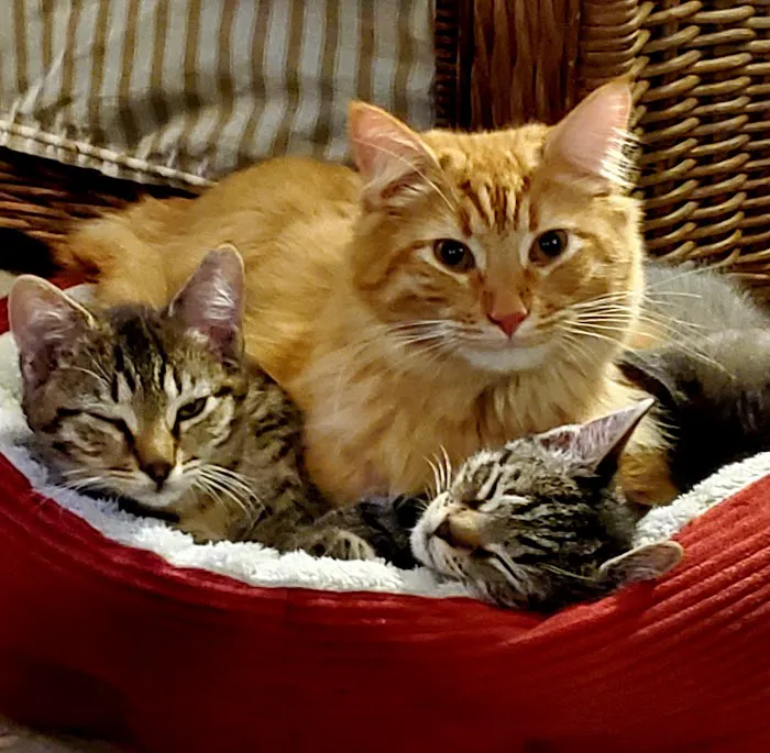 Mills River Animal Clinic 3