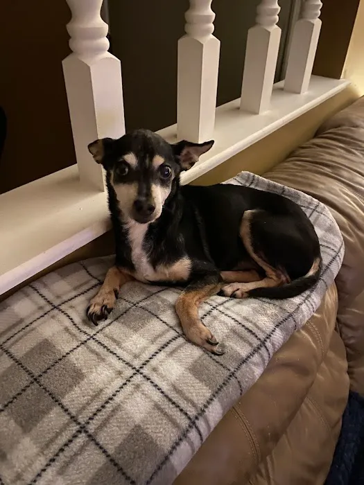 Mills River Animal Clinic 7