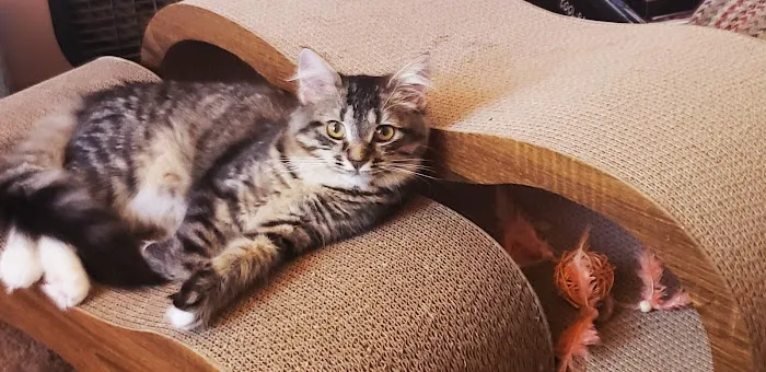 Etowah Valley Veterinary Hospital 9
