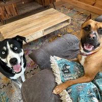 Western Carolina Veterinary Surgery ico