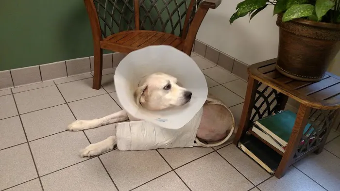 Western Carolina Veterinary Surgery 5