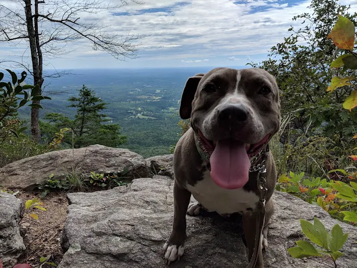 Western Carolina Veterinary Surgery 6
