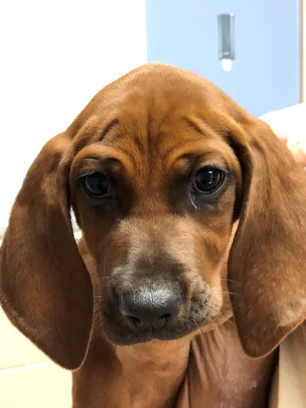 WNC Veterinary Hospital 7