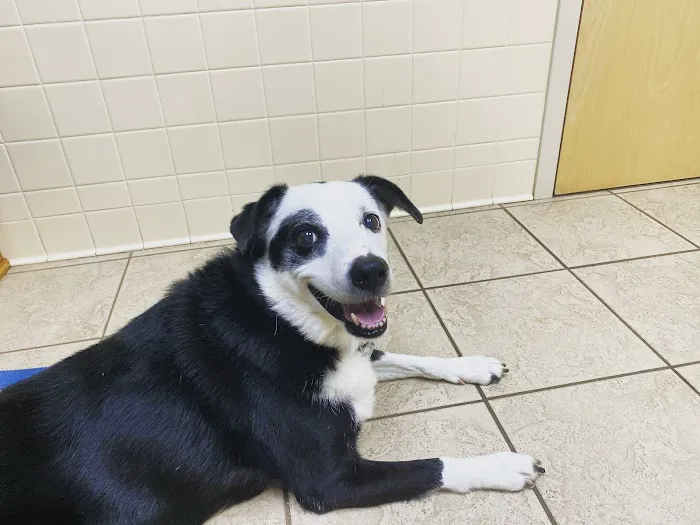 WNC Veterinary Hospital 1