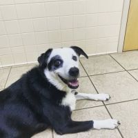 WNC Veterinary Hospital ico