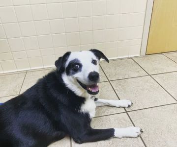 WNC Veterinary Hospital