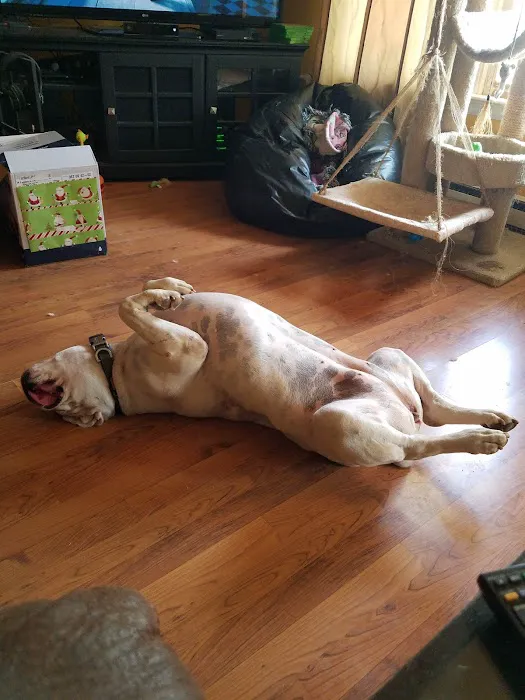 Pinnacle Animal Hospital 1