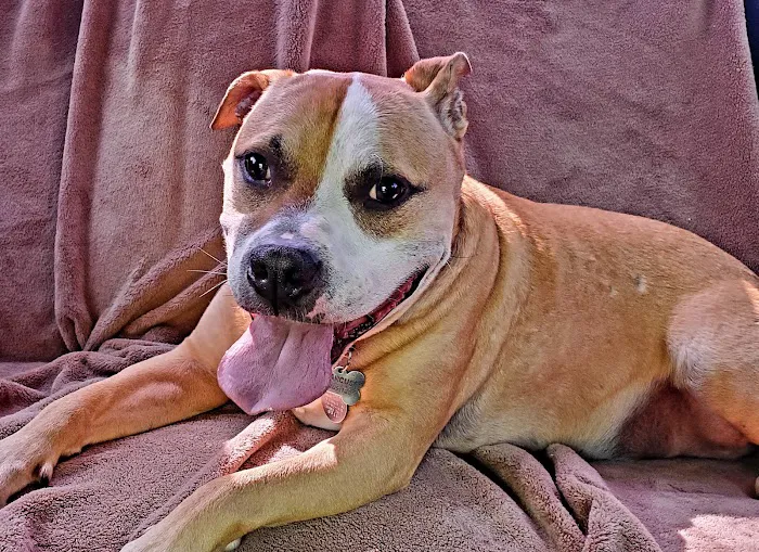 Pinnacle Animal Hospital 5