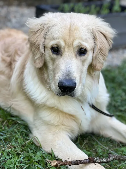 Partners Animal Hospital Asheville 6