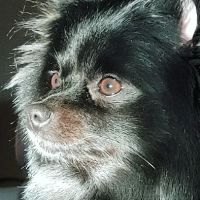 Sweeten Creek Animal and Bird Hospital ico