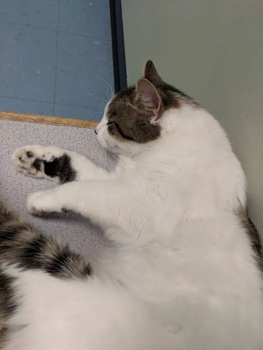 Avery Creek Pet Hospital 9