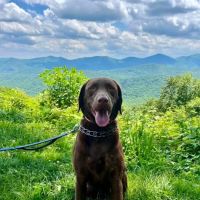 Avery Creek Pet Hospital ico