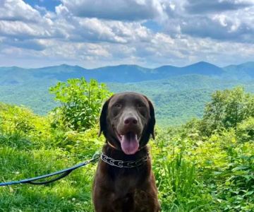 Avery Creek Pet Hospital