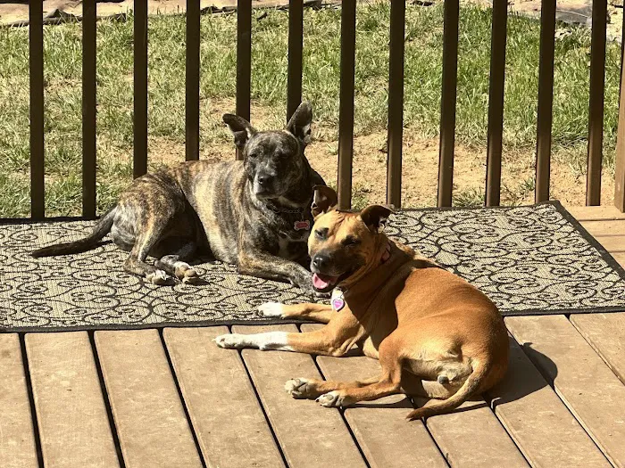 Avery Creek Pet Hospital 5