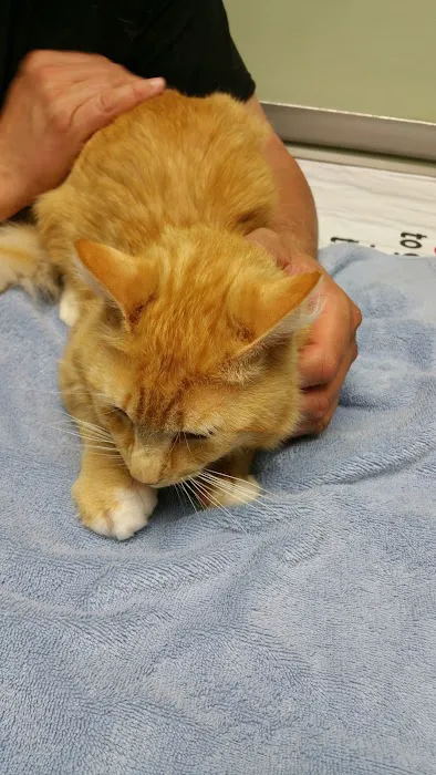 Avery Creek Pet Hospital 4
