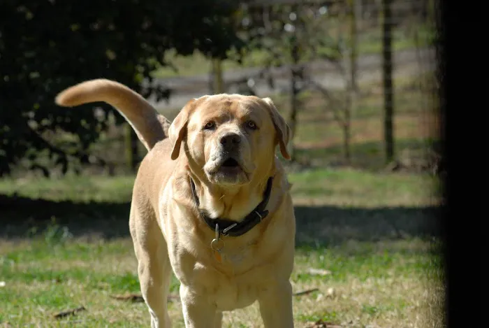 Beacon Veterinary Hospital 7