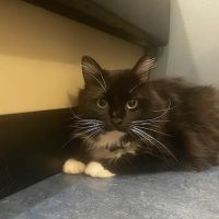 Beacon Veterinary Hospital ico