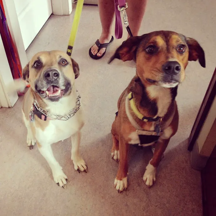 Beacon Veterinary Hospital 10