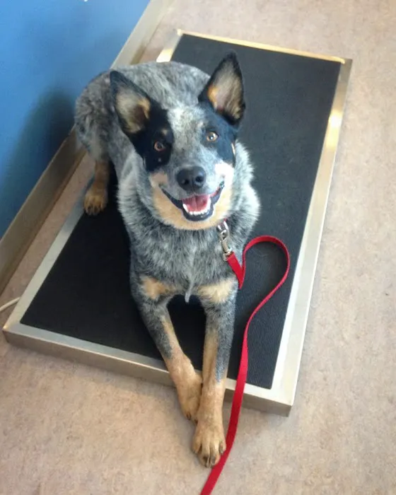 Beacon Veterinary Hospital 9