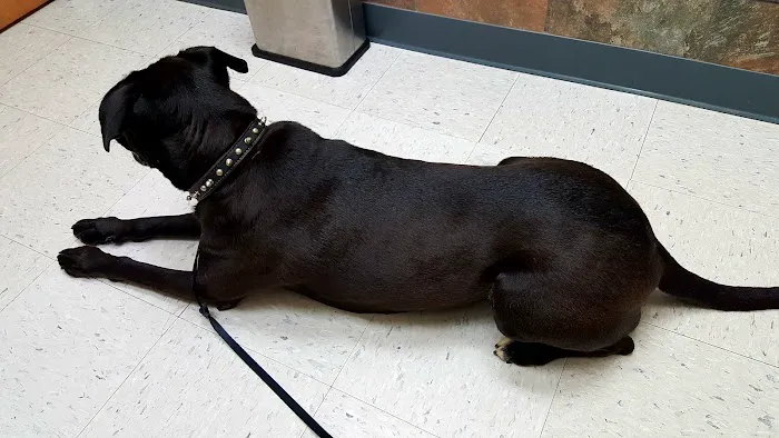 Swannanoa Valley Animal Hospital 6