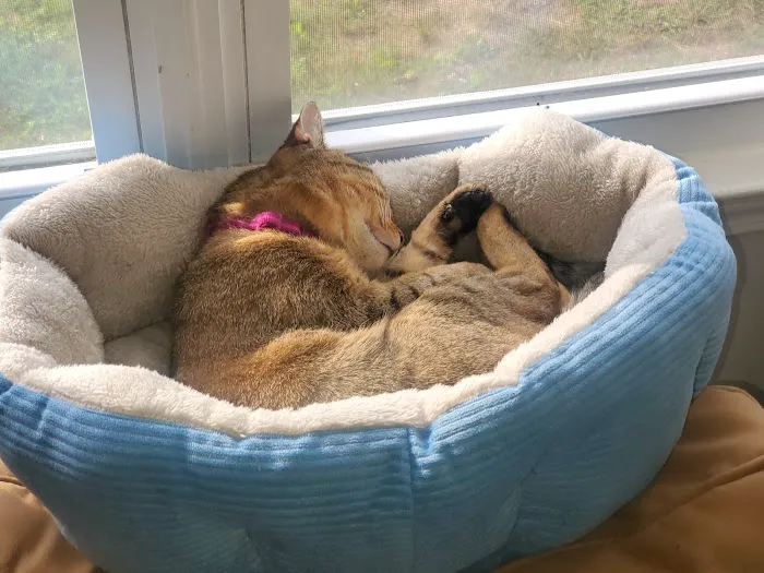 Fairview Animal Hospital 7