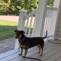 Fairview Animal Hospital ico