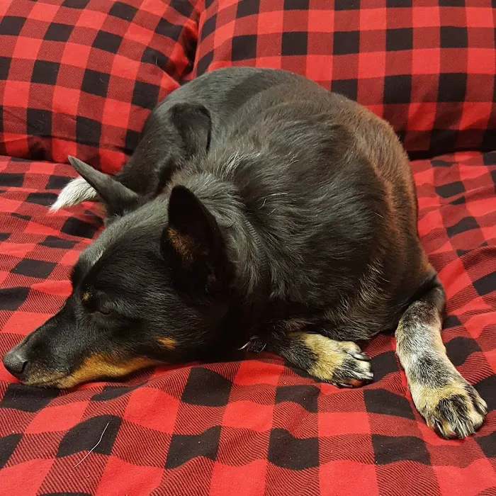 Fairview Animal Hospital 3