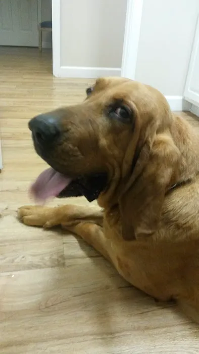 Cedar Ridge Animal Hospital 10