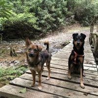 Cedar Ridge Animal Hospital ico