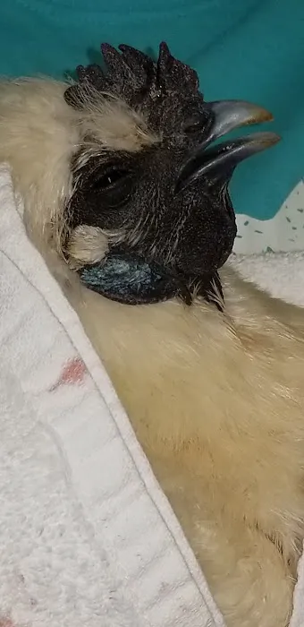 Cedar Ridge Animal Hospital 3