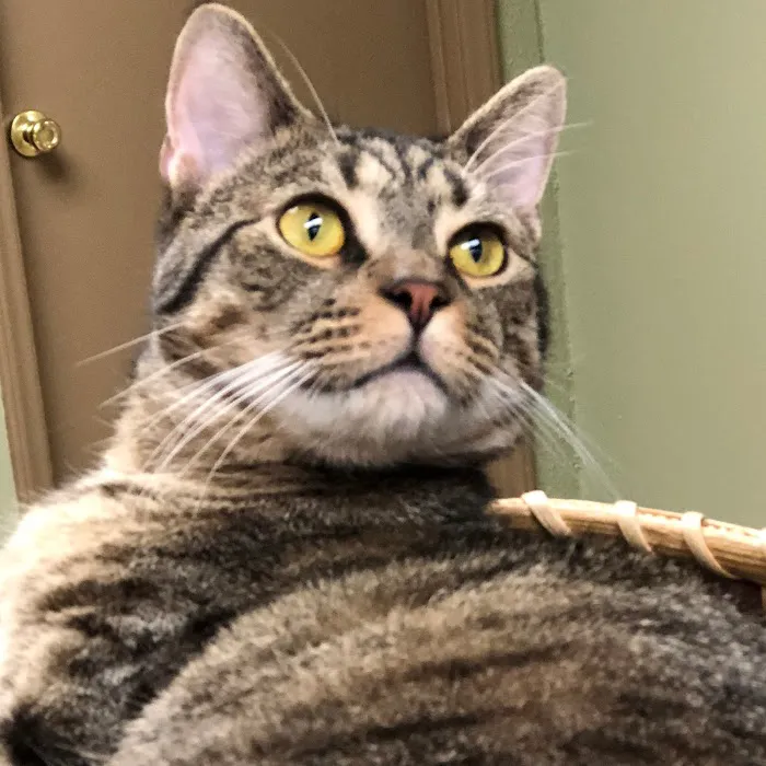 Haw Creek Animal Hospital 10