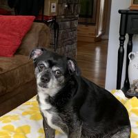 East Asheville Family Vet ico