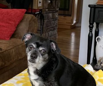 East Asheville Family Vet