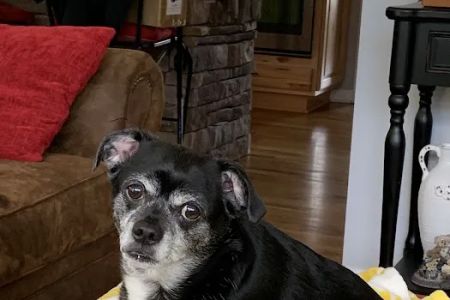 East Asheville Family Vet