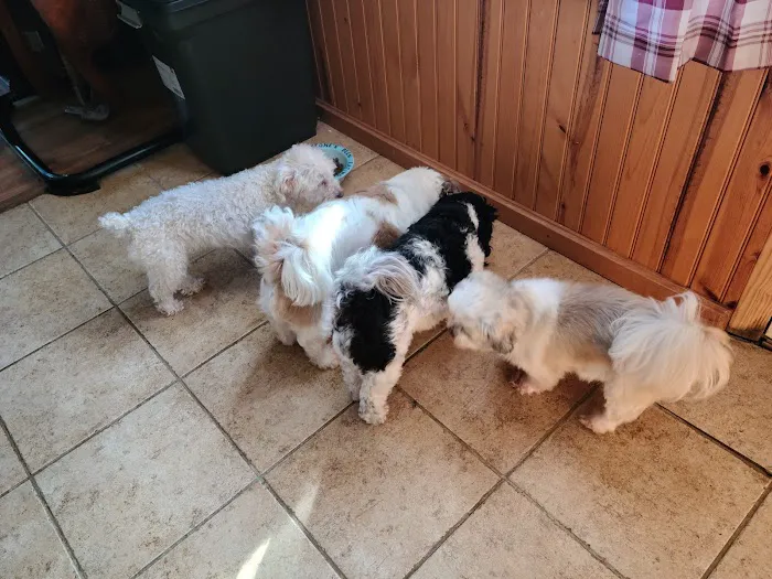 Animal Hospital of East Burke 5