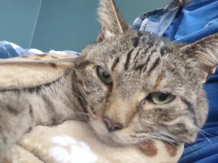Shadow Ridge Veterinary Hospital & Urgent Care 1