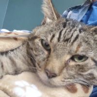 Shadow Ridge Veterinary Hospital & Urgent Care ico