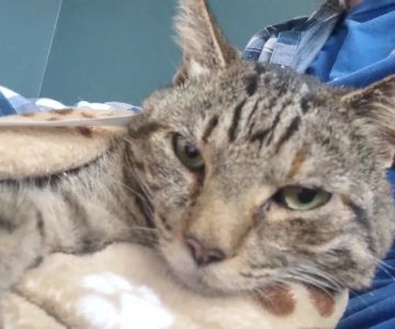 Shadow Ridge Veterinary Hospital & Urgent Care