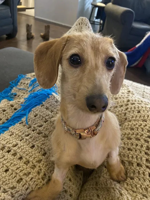 Shadow Ridge Veterinary Hospital & Urgent Care 5