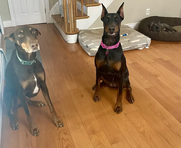 Shadow Ridge Veterinary Hospital & Urgent Care 2
